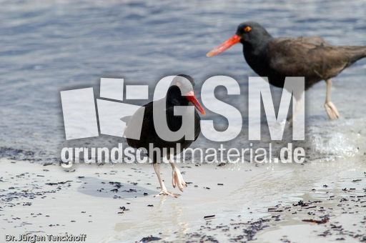 Schwarzer Austernfischer (6 von 14).jpg